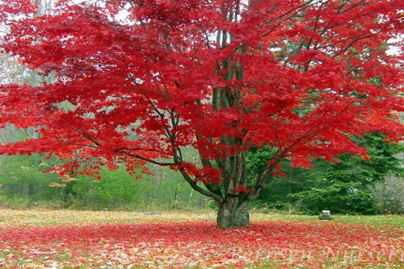 red maple tree types